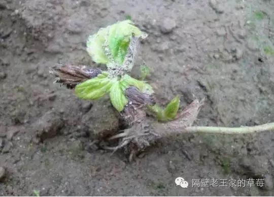 草莓大棚盐害怎么解决,草莓棚土壤板结变疏松的最佳方法