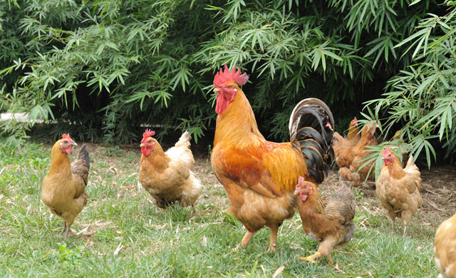 鸡张嘴伸脖怪叫,鸡张嘴伸头是什么问题