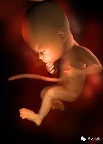 孕期胎儿成长图鉴,孕期胚胎成长图片