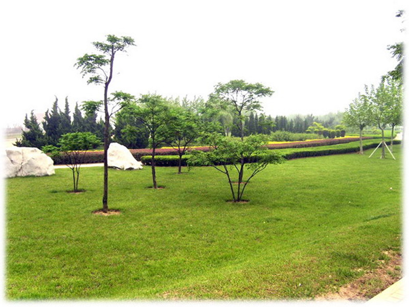 园林绿化苗价格查询,绿化栽苗人工每平方价格