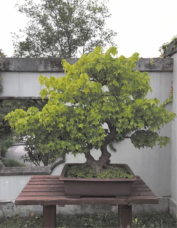 盆景素材十大排名 (什么盆景素材最好)