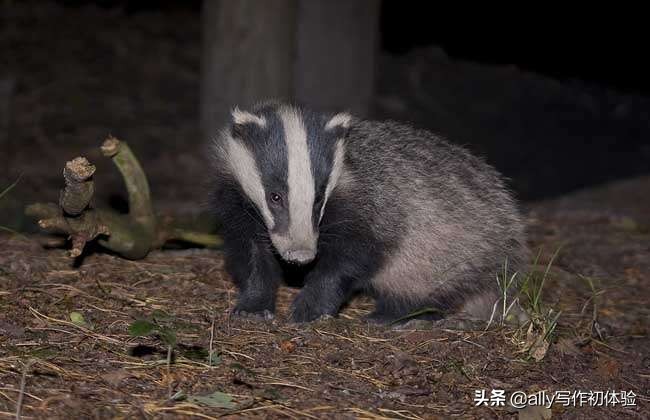 儿时夜晚捉迷藏,童年夜晚捉泥鳅