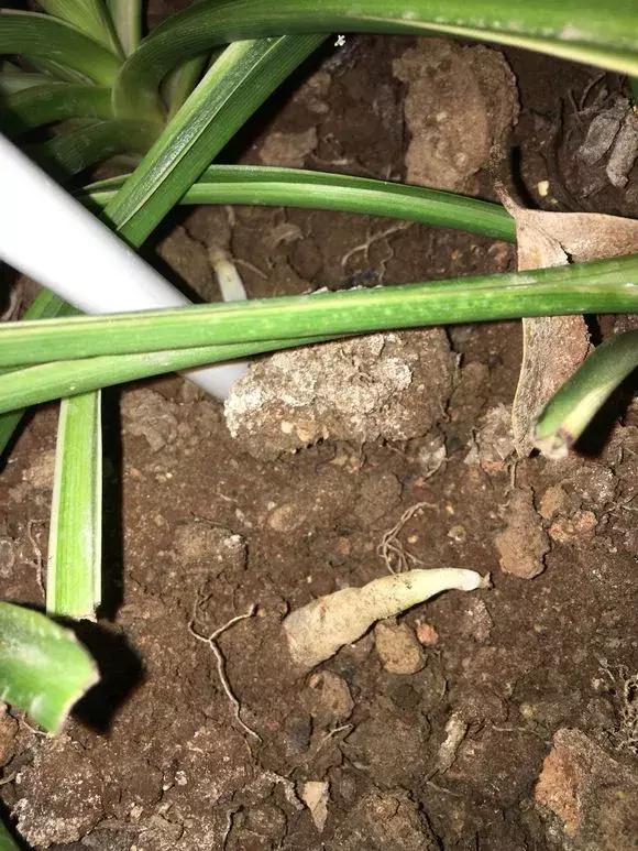 吊兰怎么养护会出枝条,吊兰长出很长的枝来怎么养护