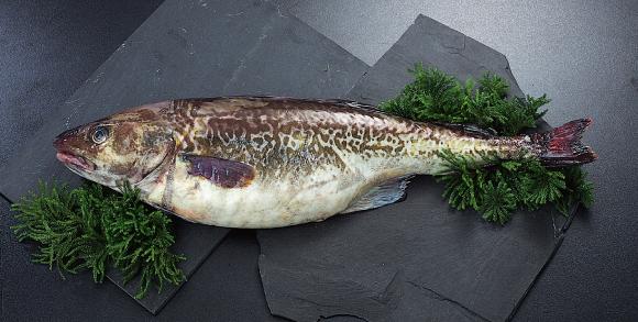 最干净的十种食用鱼,常见的可食用干净的鱼有哪些