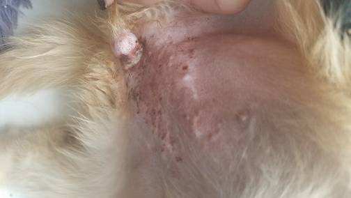 狗狗生殖系统有哪些常见疾病,预防狗狗疾病