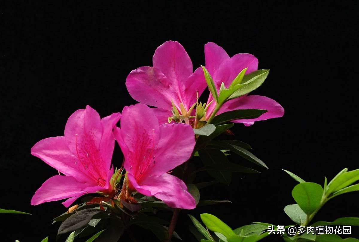 注意这两点让你少花冤枉钱,注意这几点就能养好绿萝