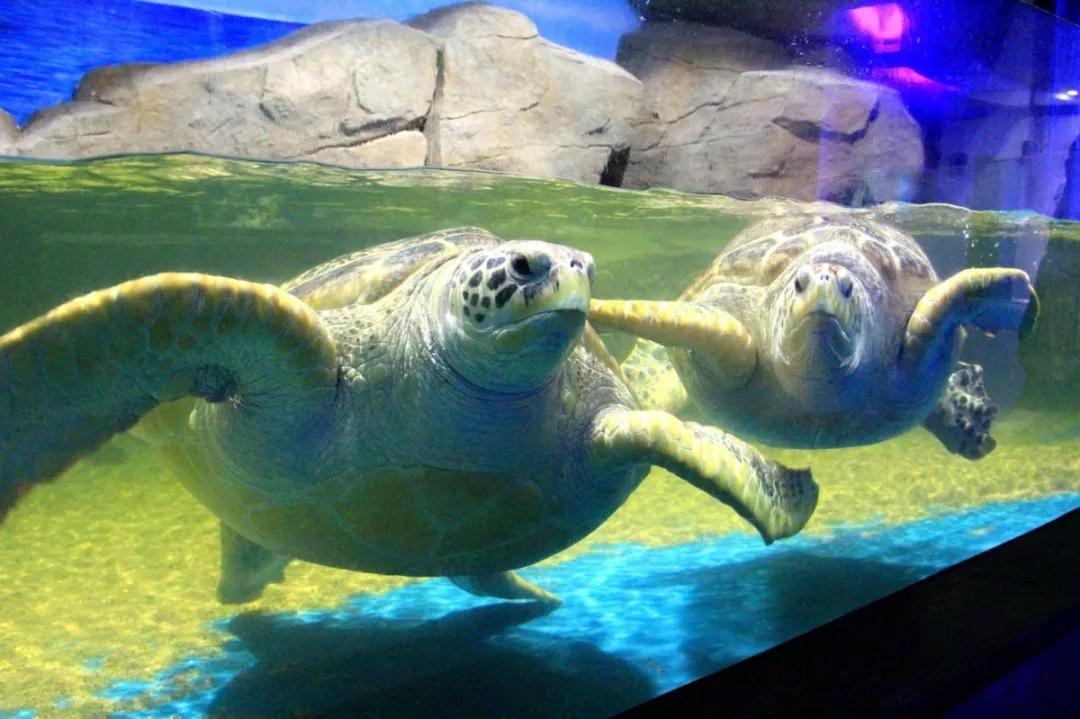 海底世界搬到自己家,海底世界聊城入园