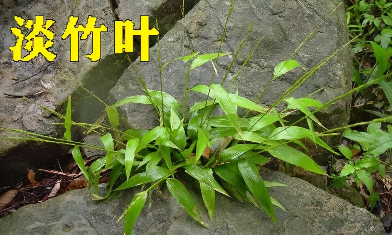 服用竹叶黄酮后尿液绿色,国珍竹叶黄酮有什么作用