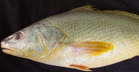 东海海鲜美食大全,家乡特色海鲜美食