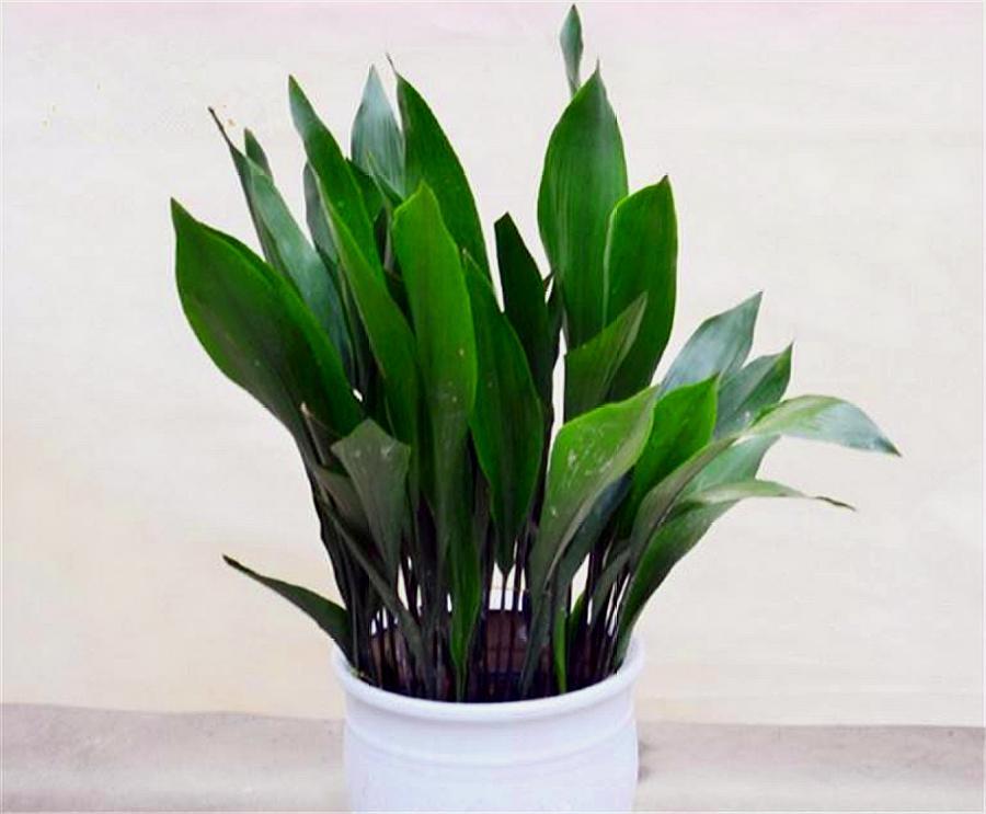 一叶兰老叶修剪图解,一叶兰快速生长