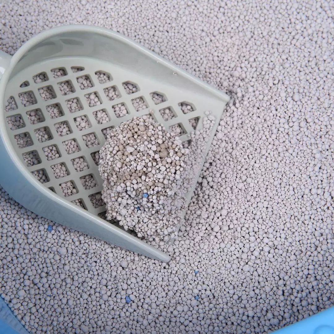 猫咪拉肚子是什么原因引起的呢,两个月的猫咪呕吐拉肚子什么原因