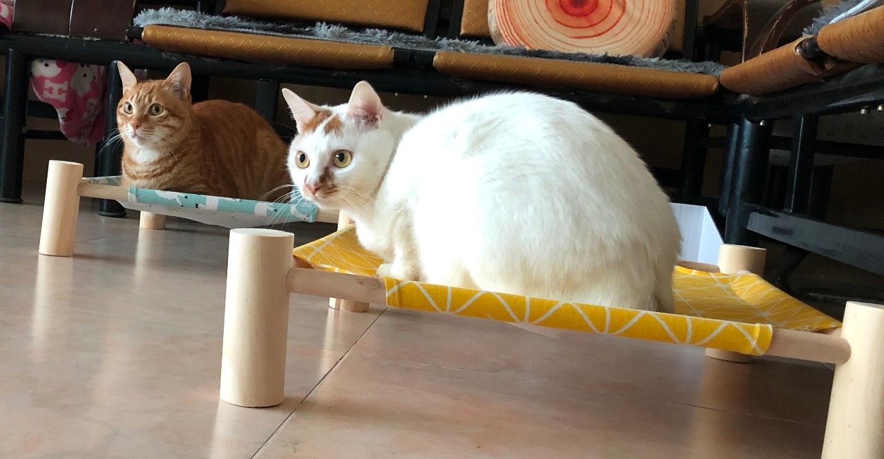 猫跑丢了怎么找回来,猫跑丢了怎么能把它呼唤回来