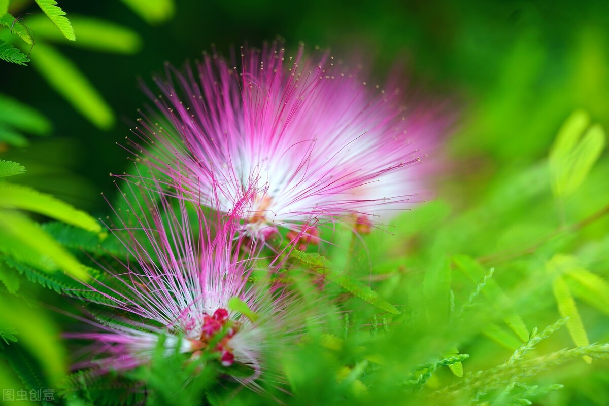 送花100个常识,送花常识