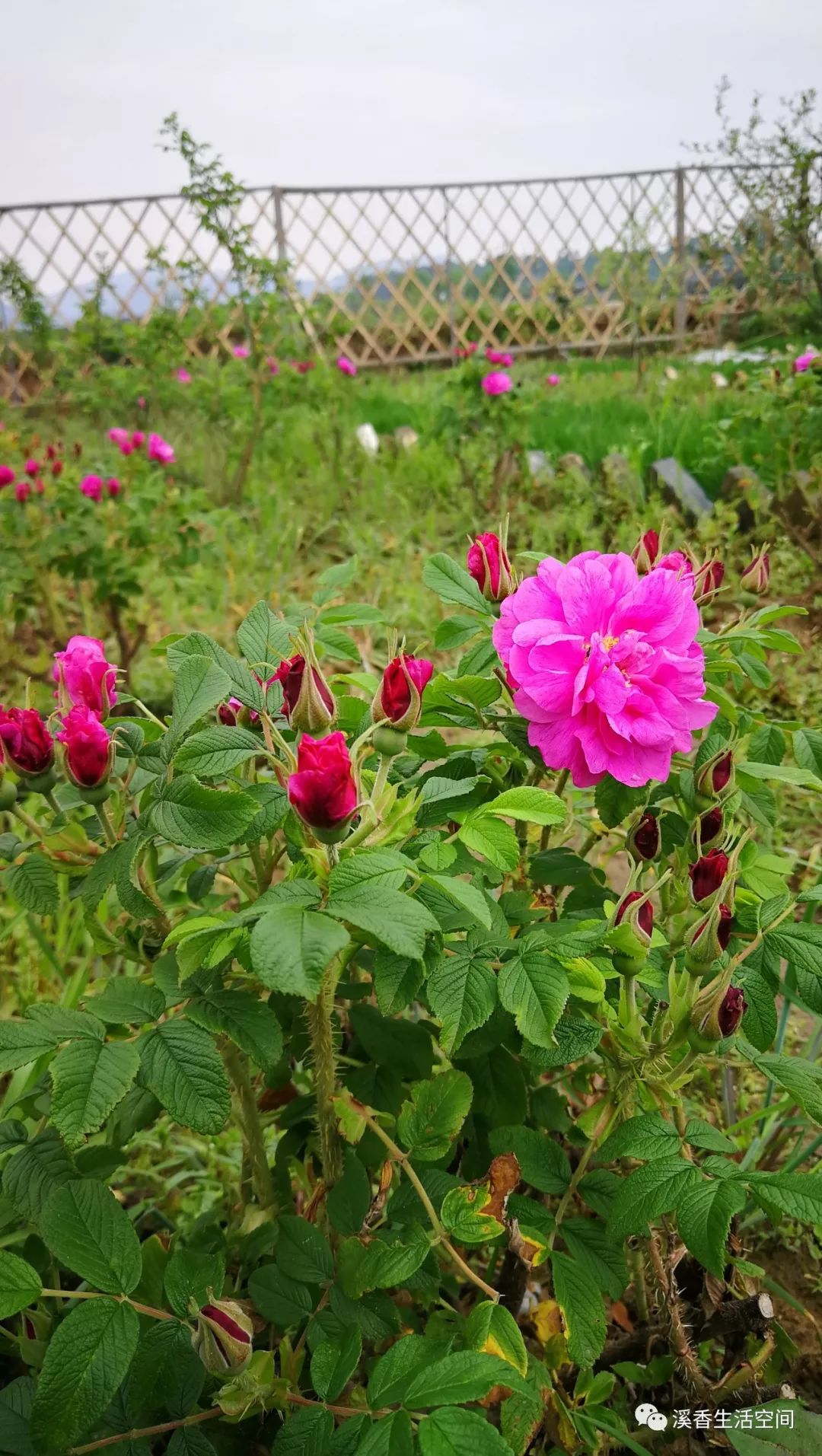西溪南古村落惬意慢生活,徽州西溪南生活