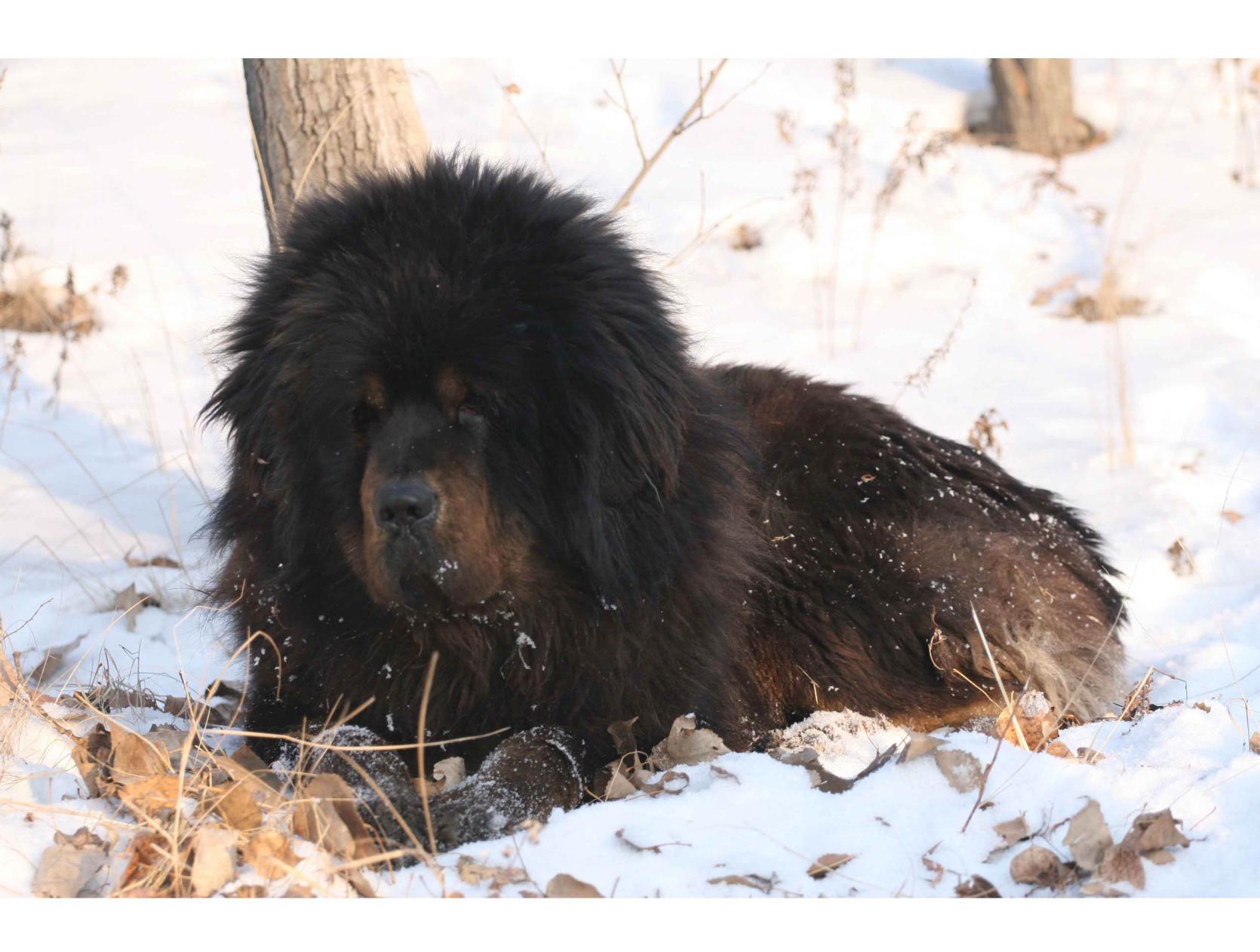 藏獒为什么被城市列为禁养犬种,世界上藏獒最凶猛的犬类是什么