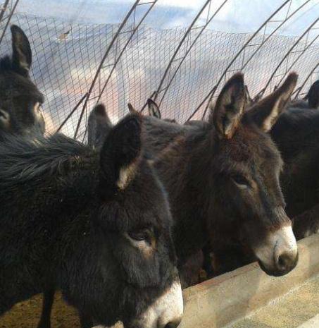 肉驴怎么饲养最好养活,肉驴饲养方法视频