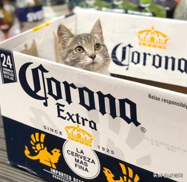 很火的宠物猫名字有哪些,比较出名的宠物猫店铺名字