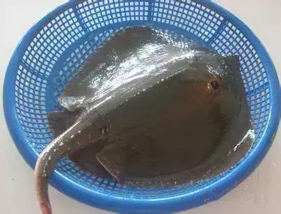 渔民海鲜大全,渔民整理的海鲜河鲜大全