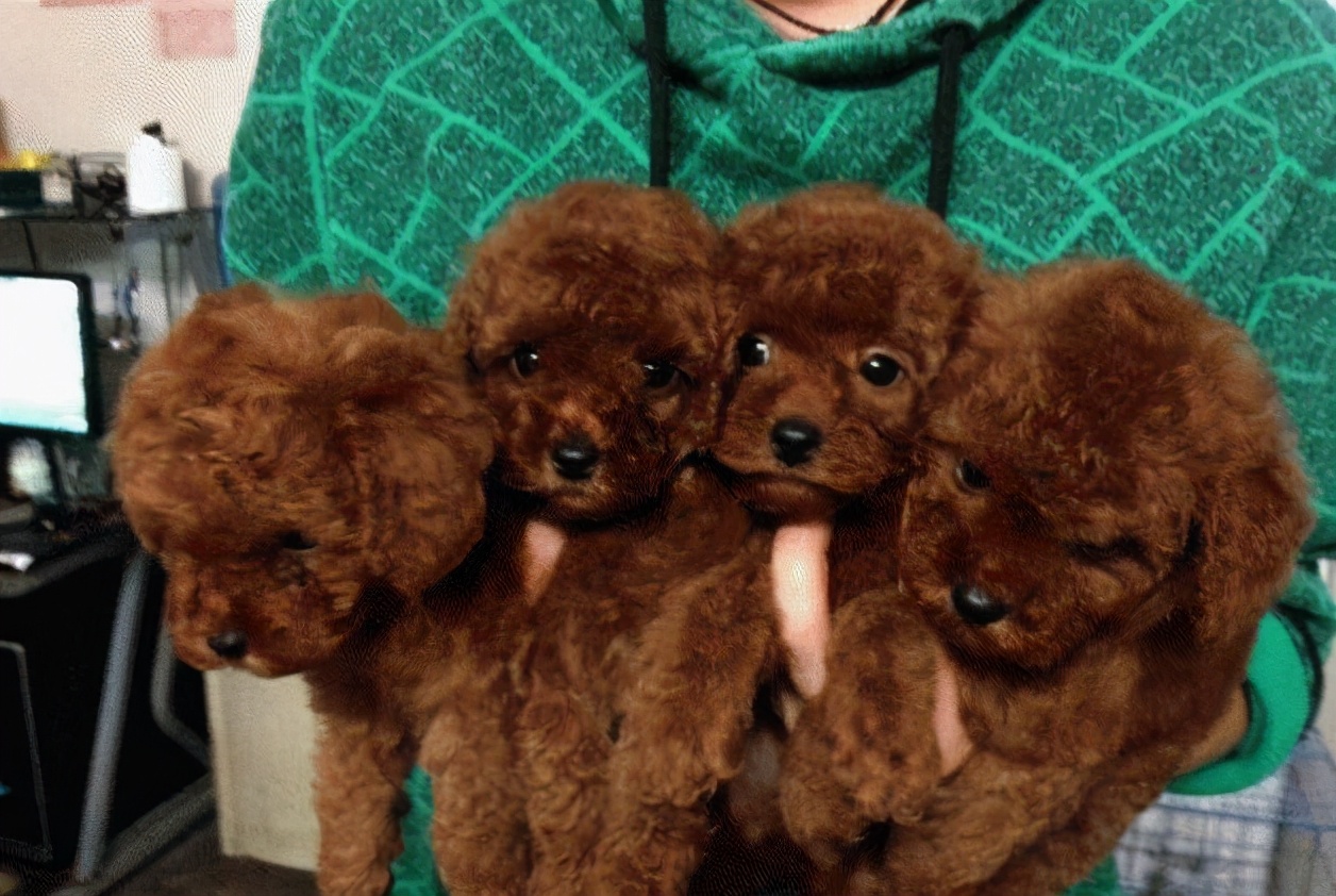 女生最适合养贵宾犬,养贵宾犬有什么建议