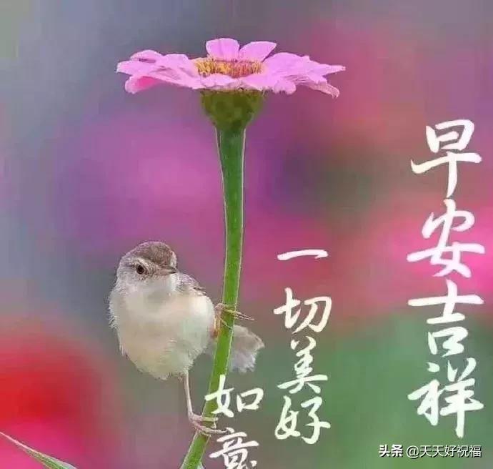 最暖心的朋友圈问候语图片,朋友圈最美的祝福句子图片