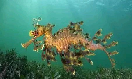 世界上最有趣的十种动物,世界上有趣的动物有哪一些