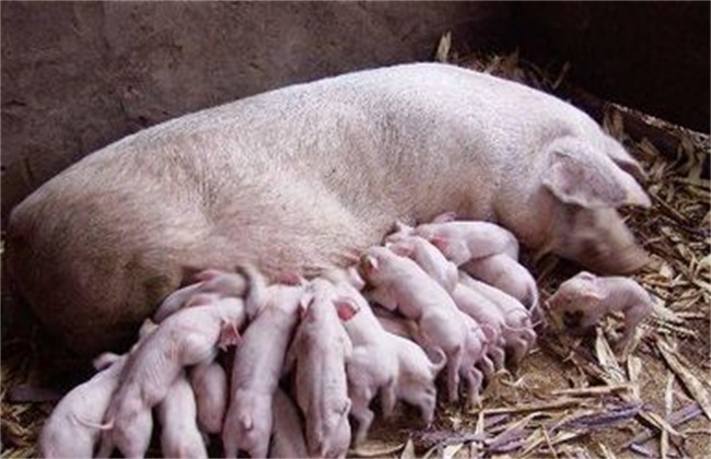 后备母猪子宫内膜炎怎么治疗,母猪内膜炎不治能好吗