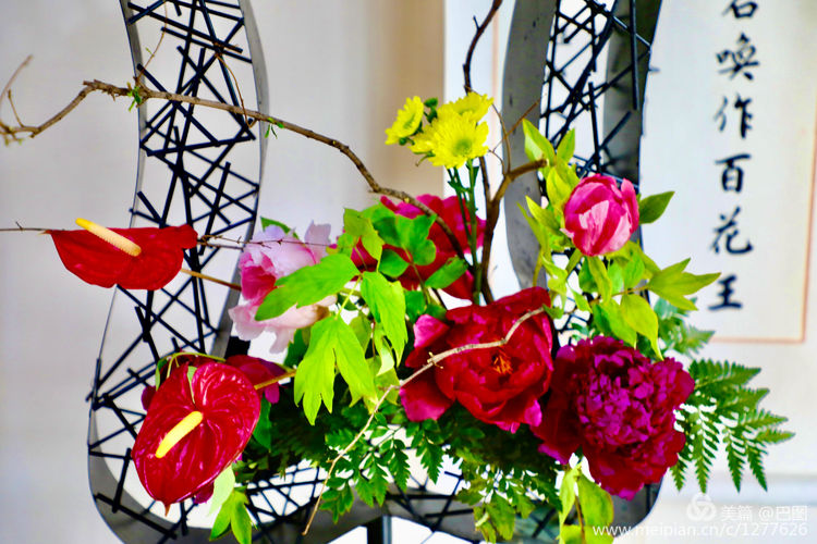 看洛阳牡丹花卉节,洛阳古都牡丹花展