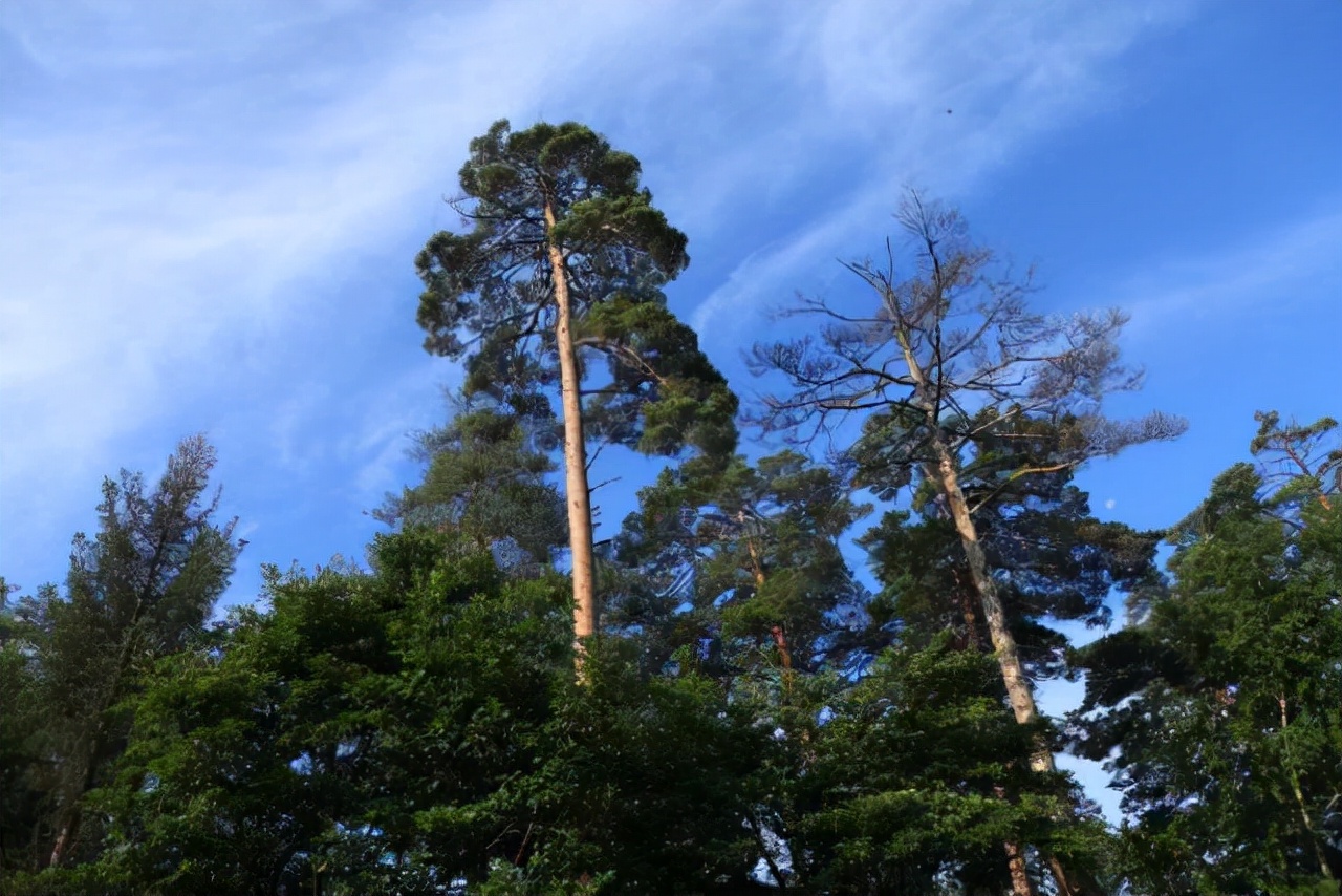 东北山上的一棵松,东北有个树营养价值很高