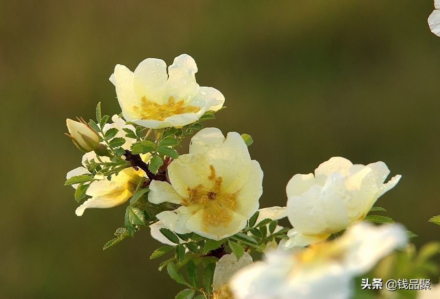 花萼相辉楼复原图,花萼相辉楼在哪里