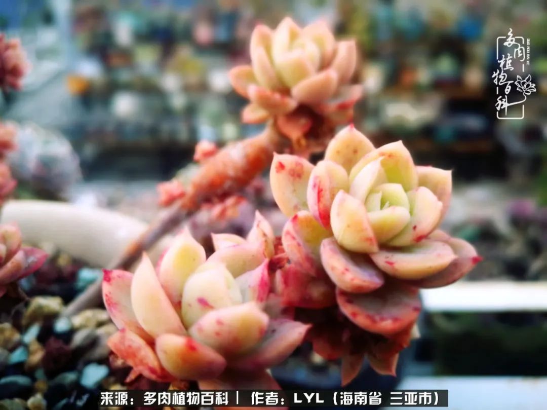 开挂区养多肉,非开挂区怎么把多肉养出状态