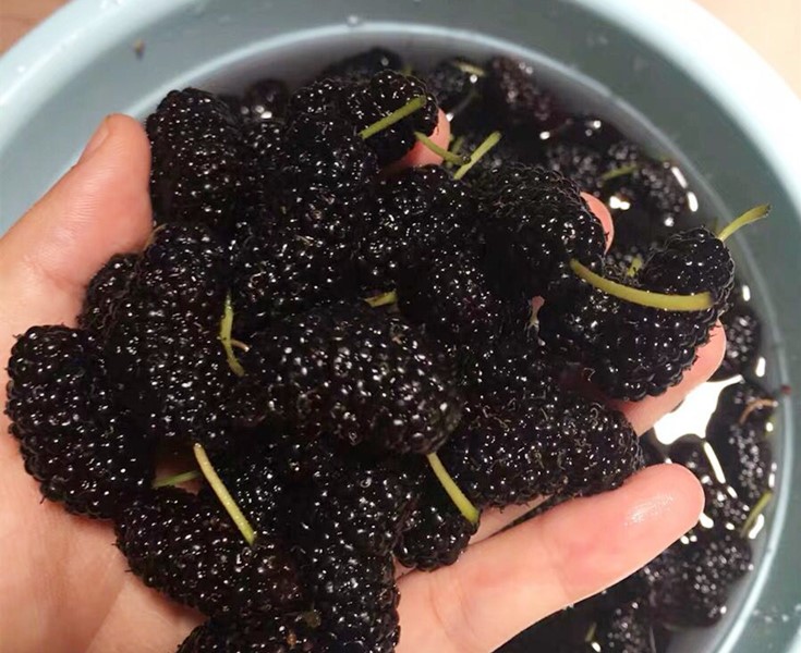 桑葚泡水时漂浮的杂质是什么,吃桑葚用水洗吗