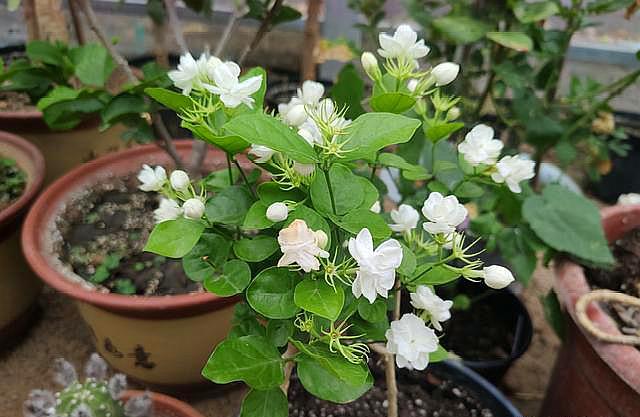 养茉莉花怎么浇水,养茉莉花注意事项