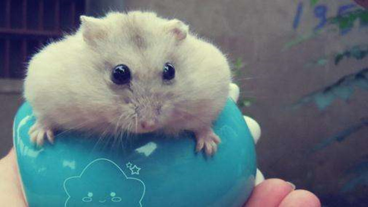 布丁仓鼠激萌时刻,布丁仓鼠萌宠