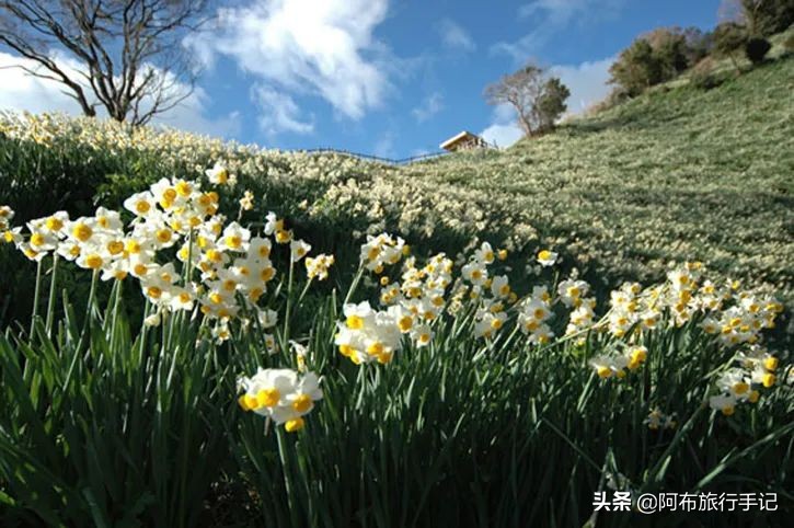 日本花海,日本30个最美花海