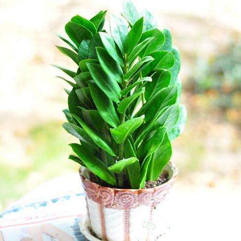 家里招财的盆栽有哪些,家里摆什么盆栽招财最好