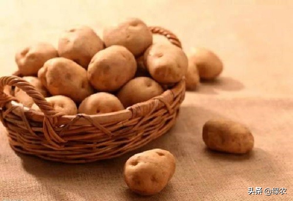 中国土豆十大产区,南方最好的马铃薯