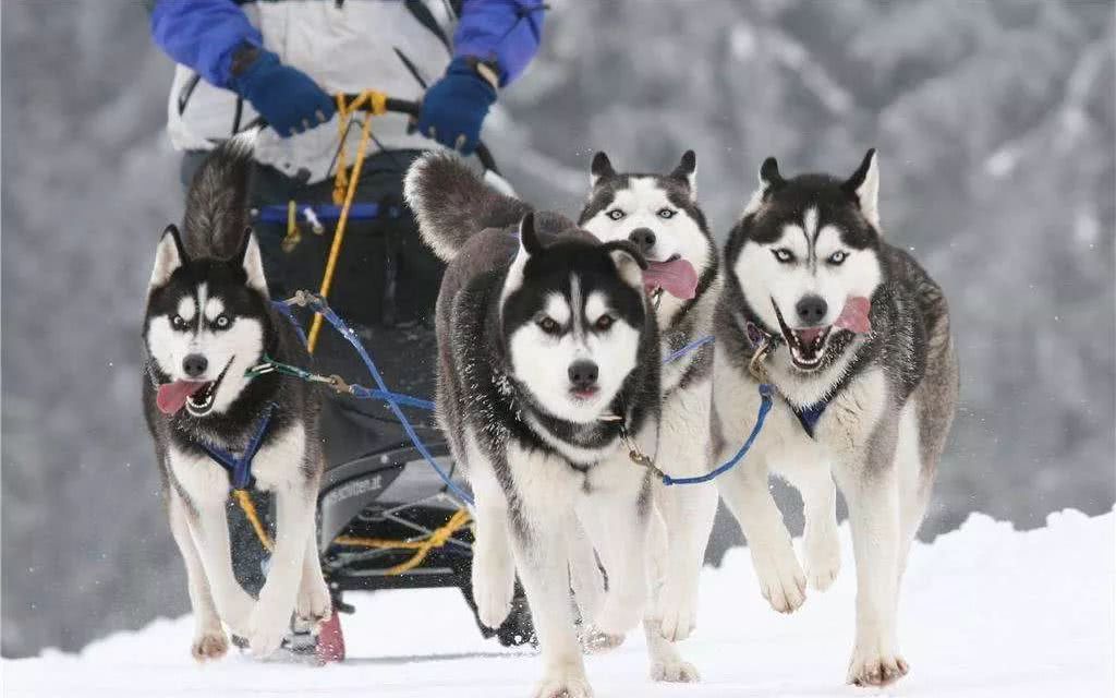 哪种狗狗运动量小一点好养些,各品种狗狗的优缺点列表图