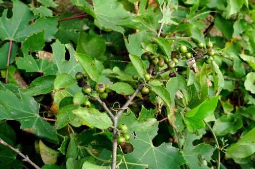 植物都有哪些奇妙之处,植物的奇特现象有哪些