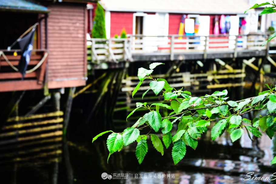 阿拉斯加：男人和三文鱼都赶来配种的“*灯区红**“