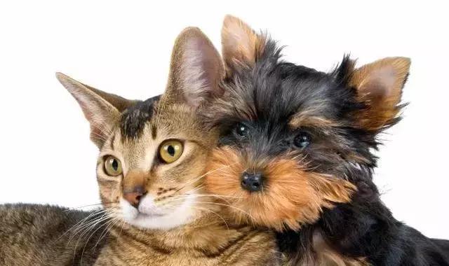 猫泛白血球减少症(猫瘟)的传染途径、症状及防治的方法