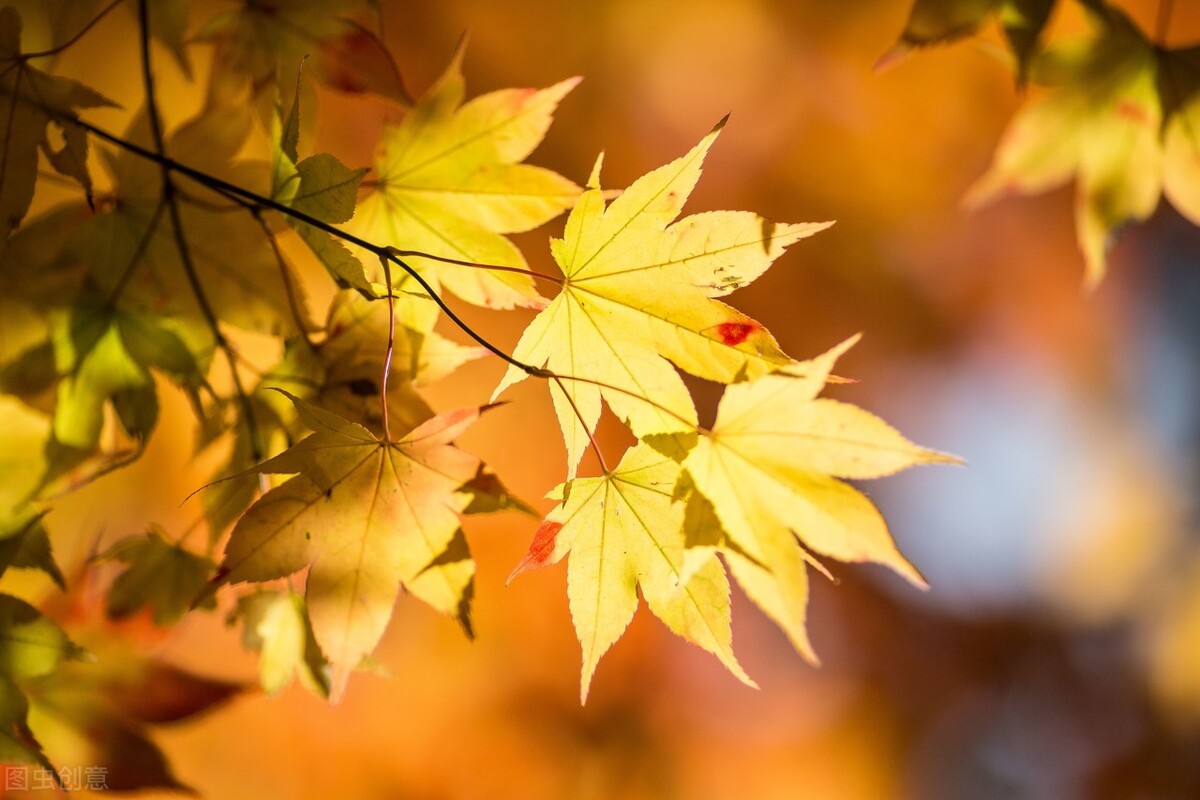 写给秋天思念一个人的暖心句,秋天的思念之情