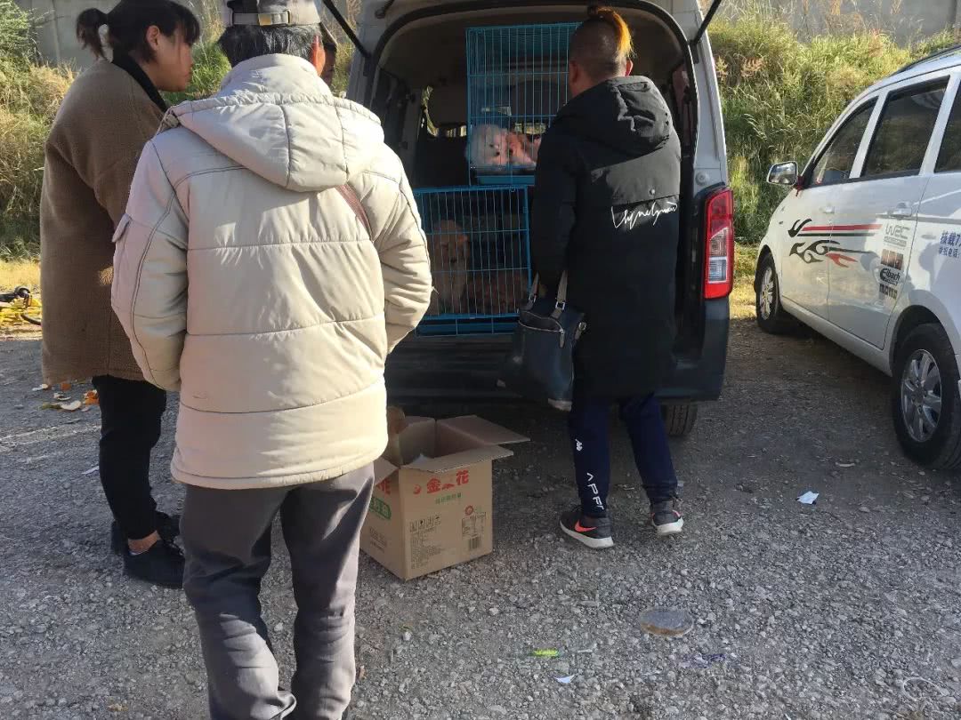 狗市1000块买柴犬,狗市松狮犬出售