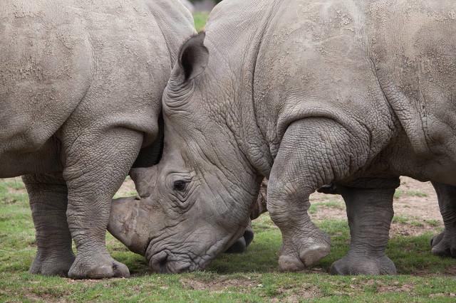 大象长高,大象怎么长高的