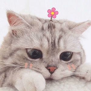 网上买宠物猫靠不靠谱,猫咪套路猫奴的方法