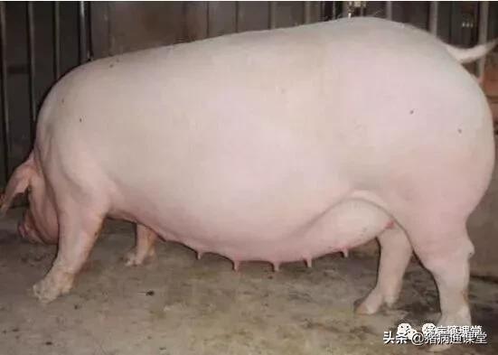 母猪预产期到了还没生怎么办,母猪预产期过了几天还没生