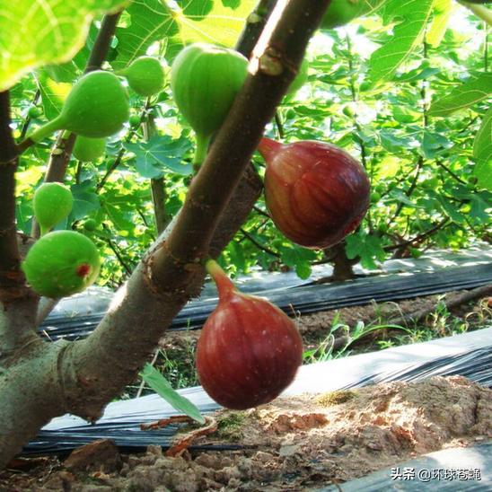 不求外在荣华，只求在基督里长进！关于无花果，你知道多少？