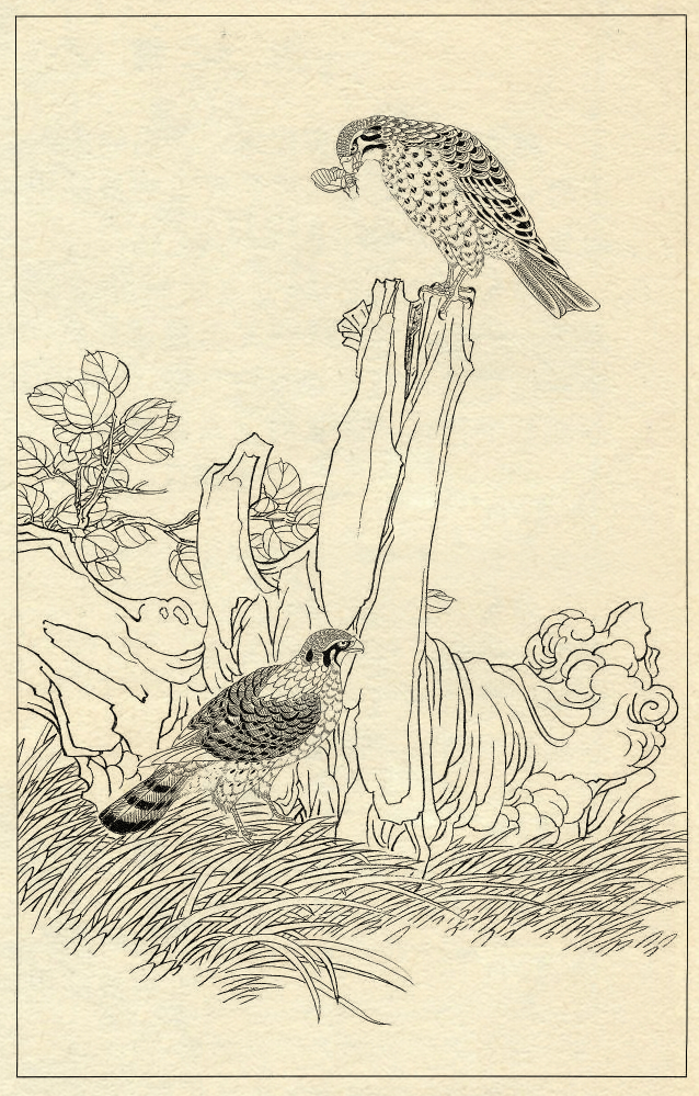 白描鹰技法基础入门,工笔画素材白描鹰图漂亮