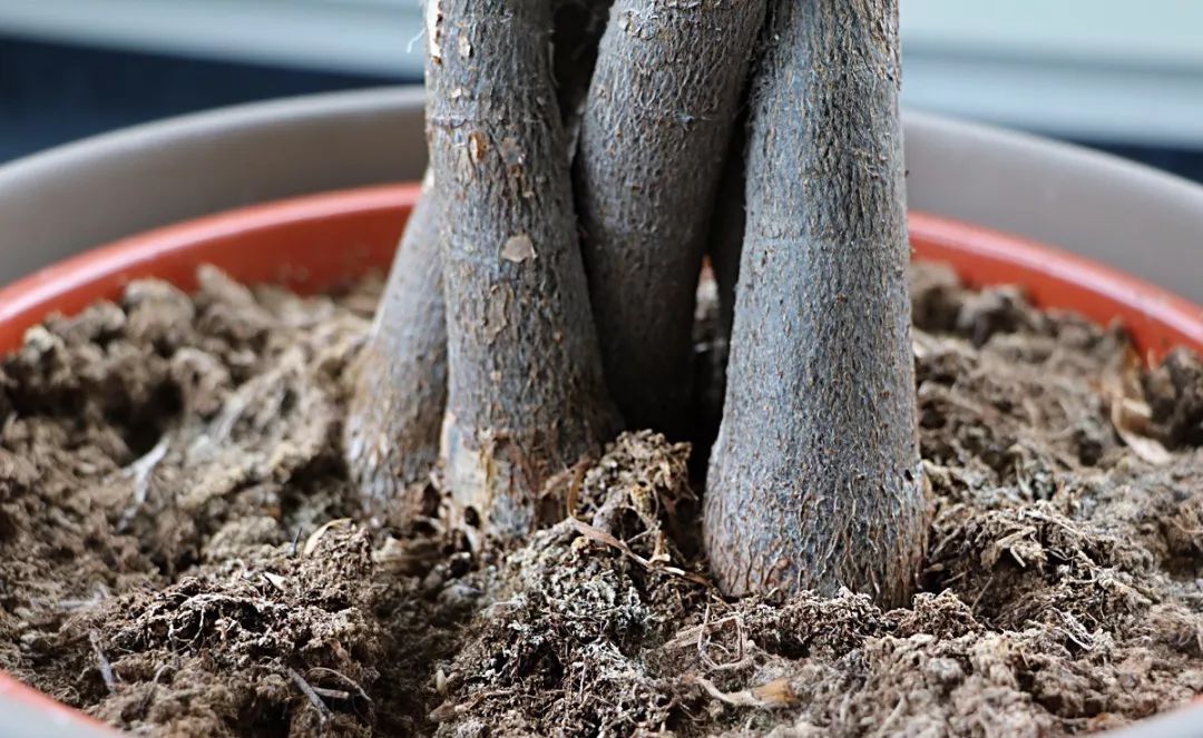 发财树叶子都黄了怎么养回来,发财树发现有一株烂根了怎么办