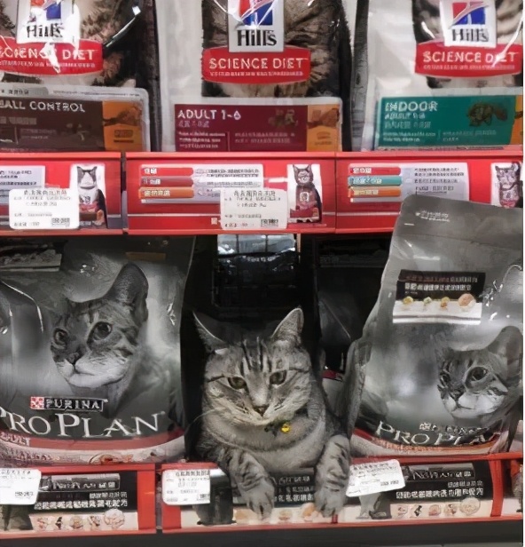 全网都以为复旦大学的猫被偷了，几天后…气得想骂猫