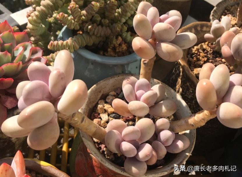 多肉疯长要怎么处理,多肉长了好多虫子喷什么药